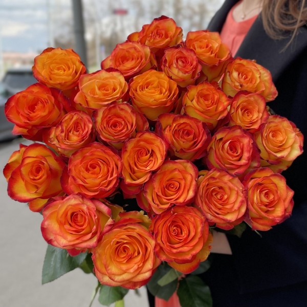 Роза Хай Мэджик 60-70 см