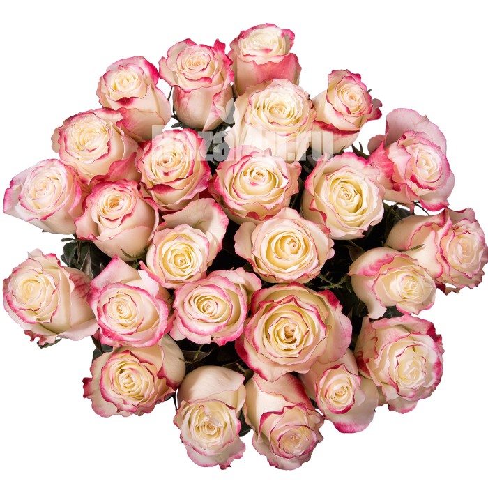 Роза Свитнес 60-70 см
