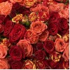 Фейерверк из 25  кустовых роз