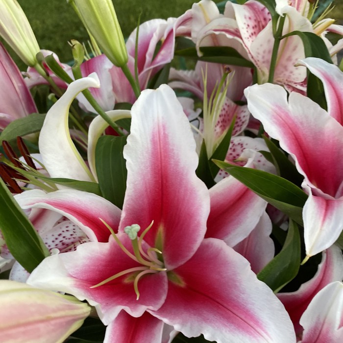 Розовые лилии