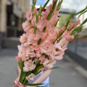 Гладиолус розовый