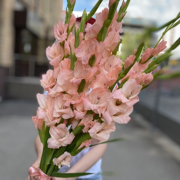 Гладиолус розовый