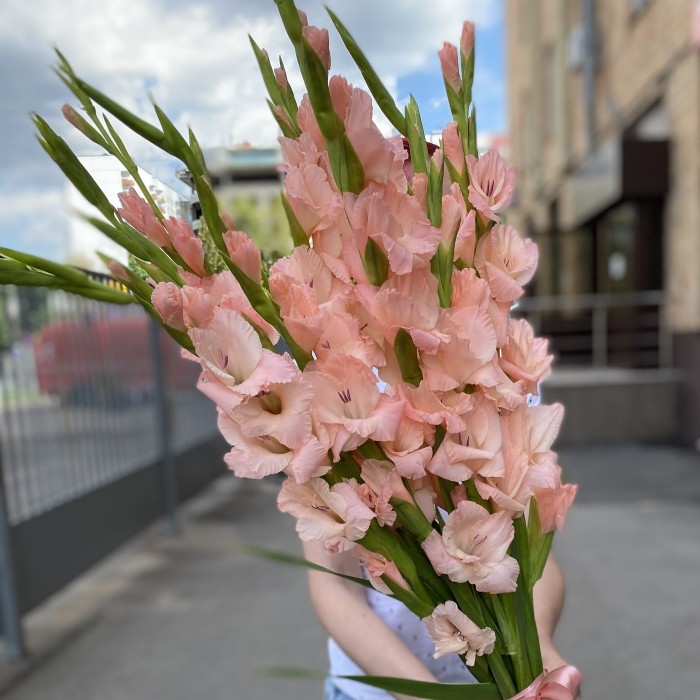 Гладиолус розовый