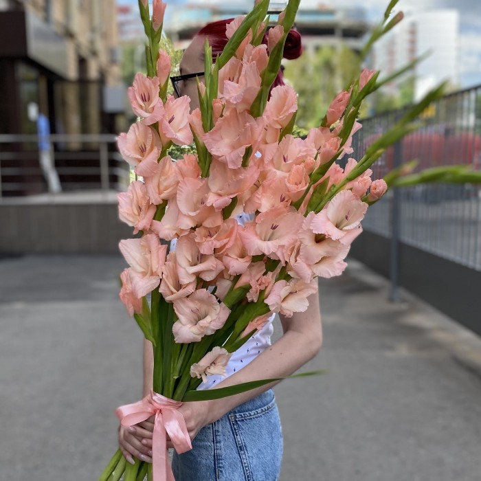 Гладиолус розовый