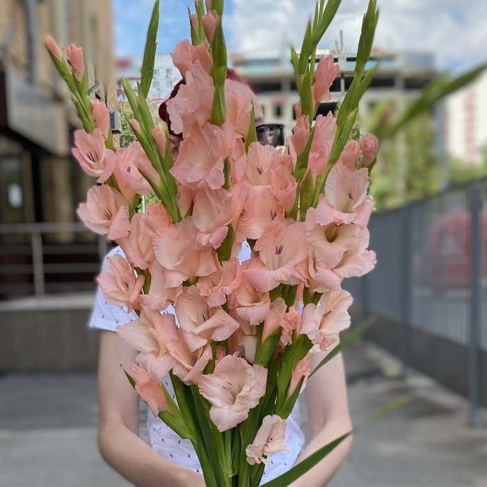 Гладиолус розовый