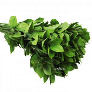 Зелень Рускус