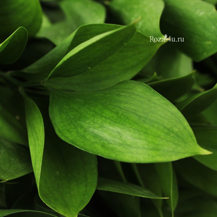 Зелень Рускус