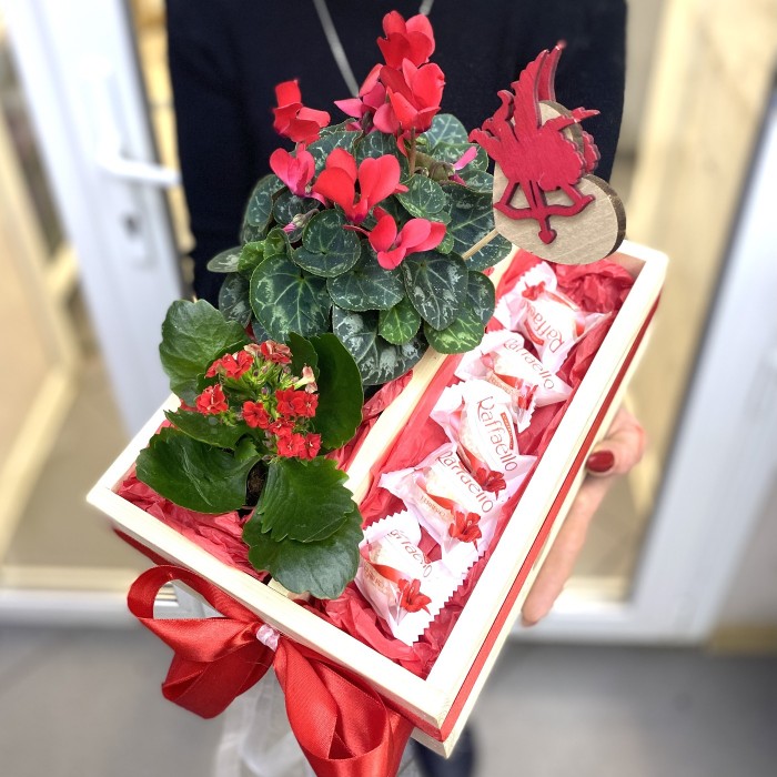 Садик Купидон с горшечными растениями