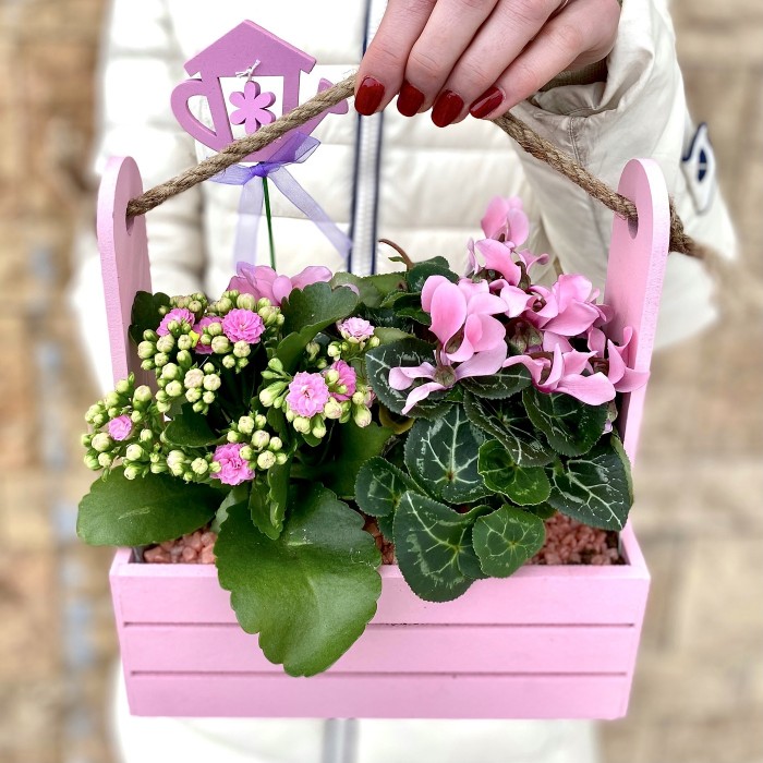 Мини-садик с горшечными растениями в розовом ящике