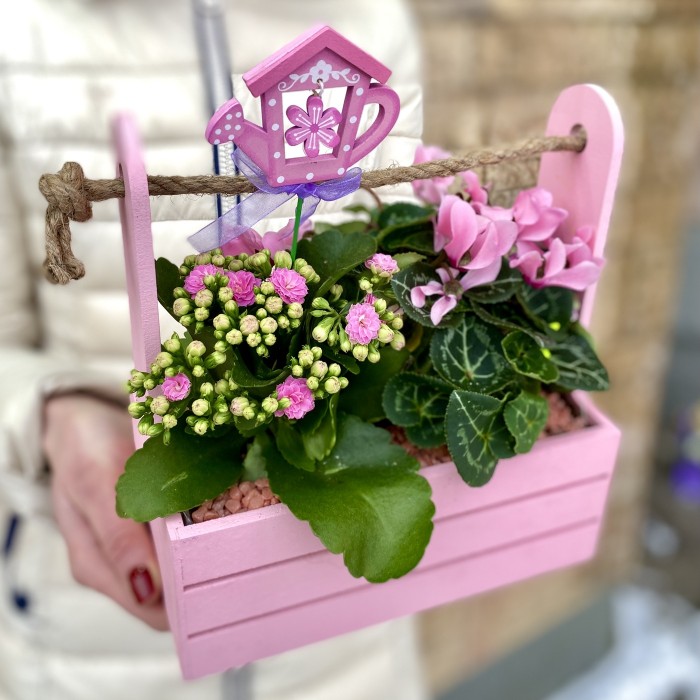 Мини-садик с горшечными растениями в розовом ящике