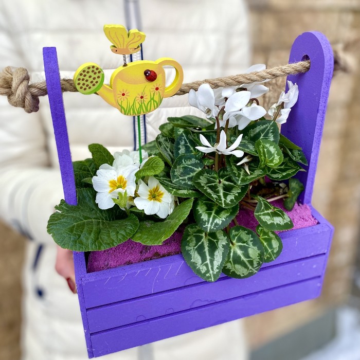 Мини-садик с горшечными растениями в сиреневом ящике