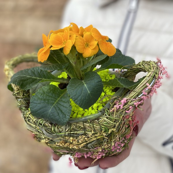 Примула в травяной корзине
