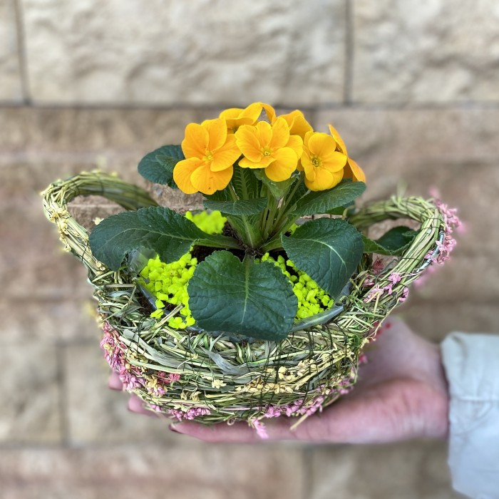 Примула в травяной корзине