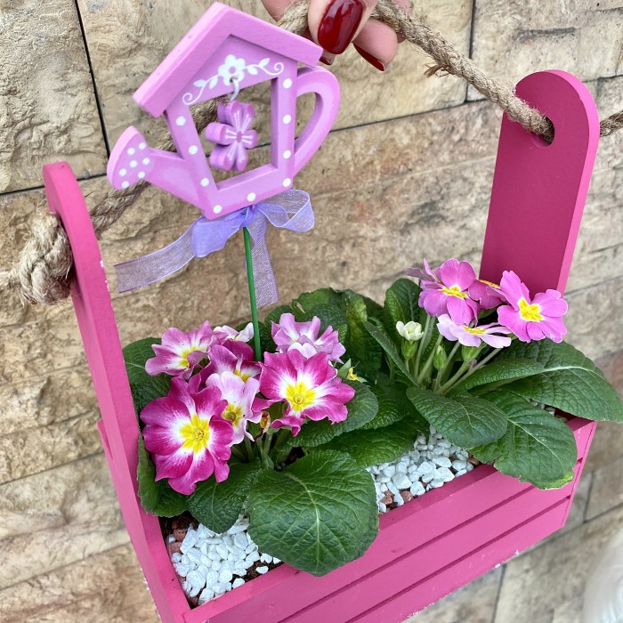 Мини-садик с примулой в малиновом ящике