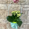 Корзина с каланхоэ