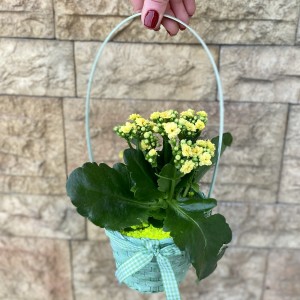 Корзина с каланхоэ