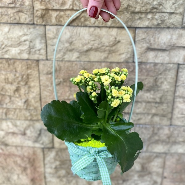 Корзина с каланхоэ