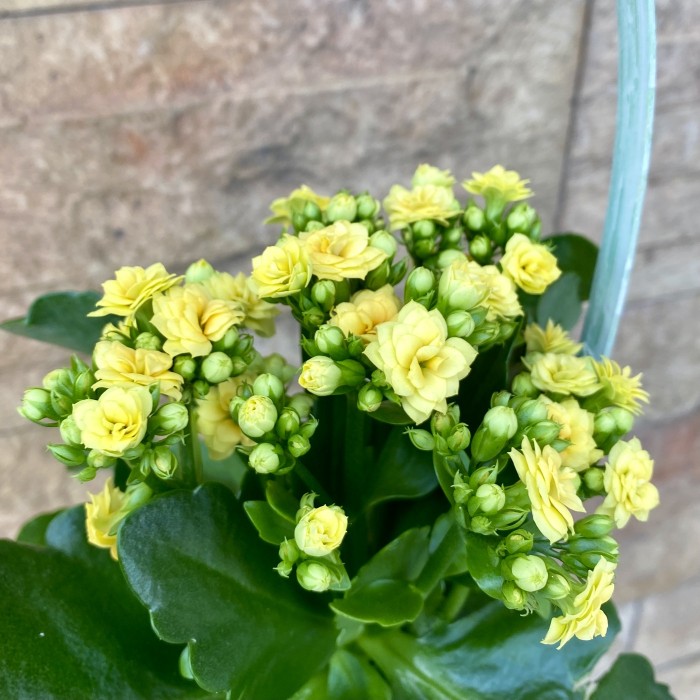 Корзина с каланхоэ