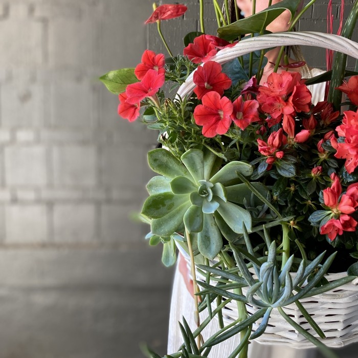 Корзина с горшечными растениями Восторг