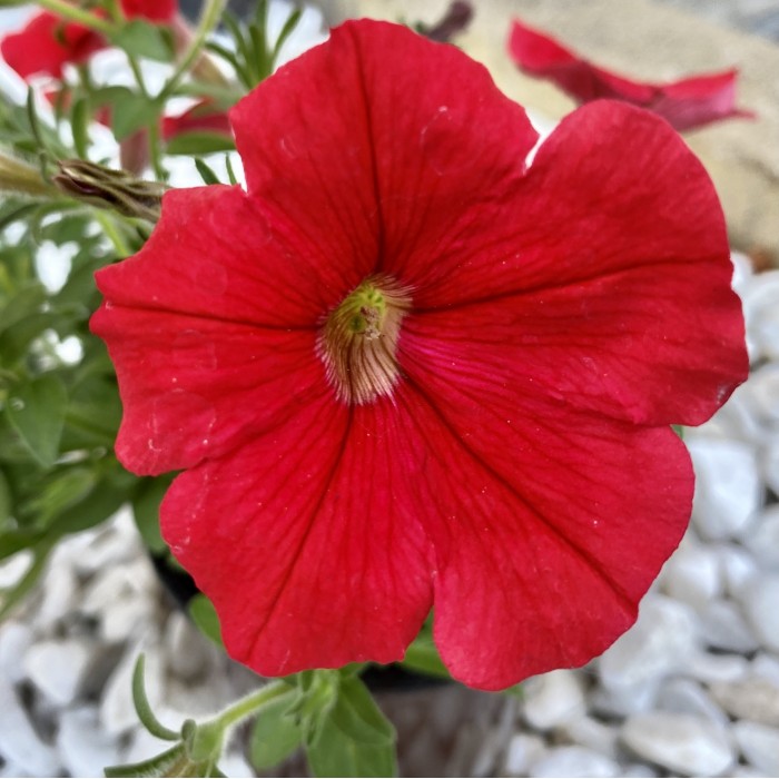 Корзина с горшечными растениями Восторг