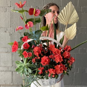 Корзина с горшечными растениями Восторг