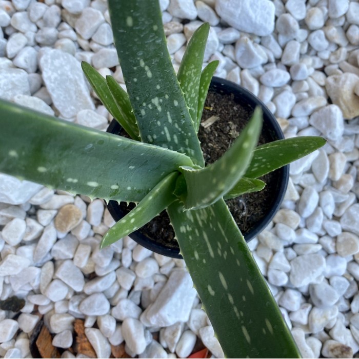 Корзина с горшечными растениями Восторг