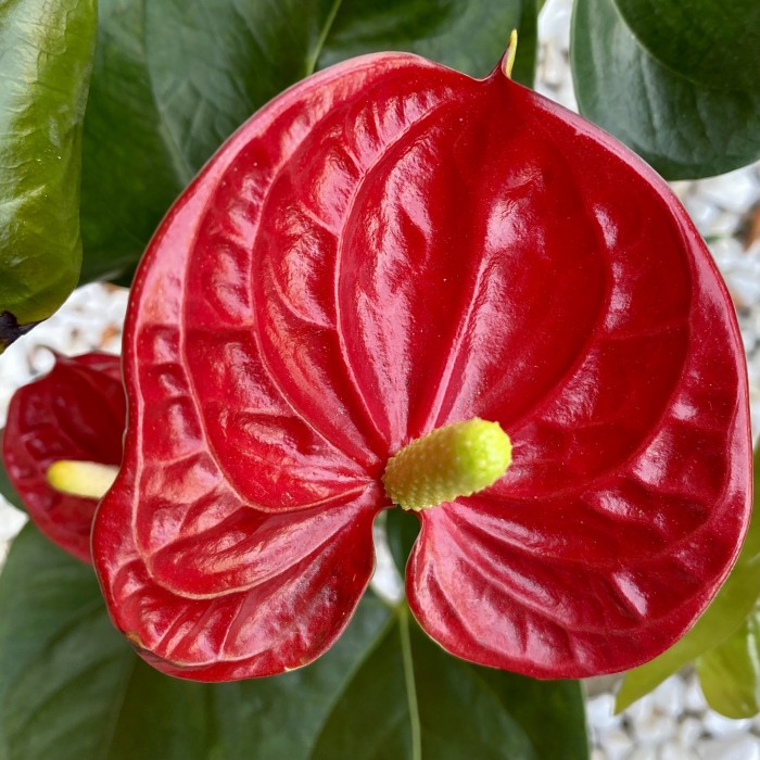 Корзина с горшечными растениями Восторг