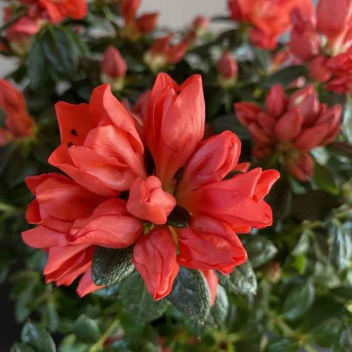 Корзина с горшечными растениями Восторг