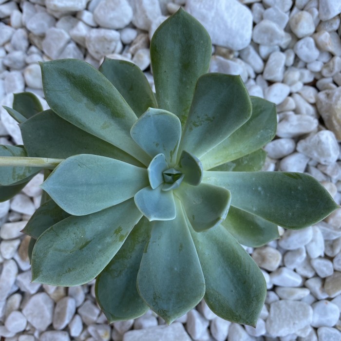 Корзина с горшечными растениями Восторг