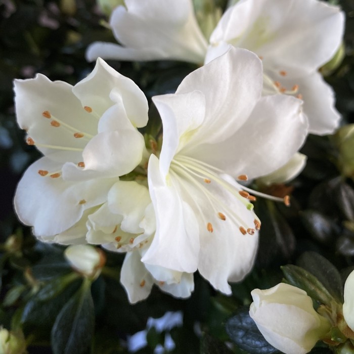 Корзина с горшечными растениями Райский сад