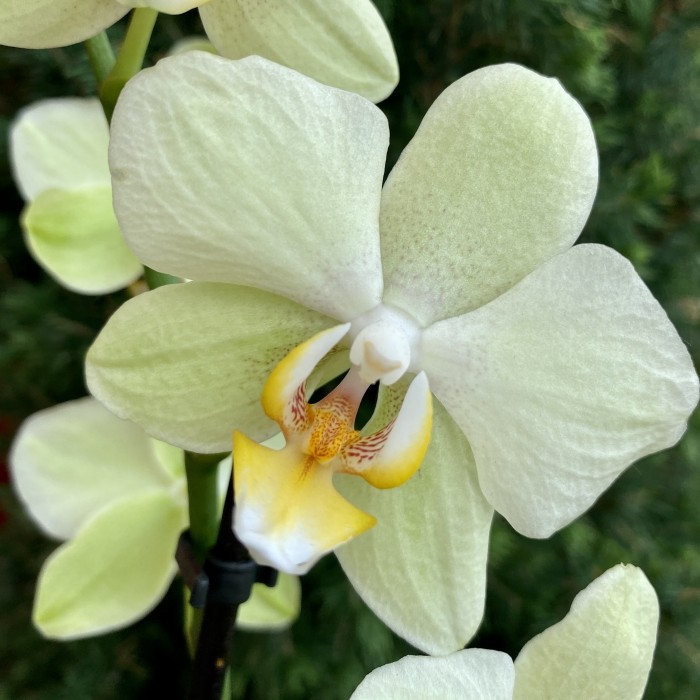 Корзина с горшечными растениями Райский сад