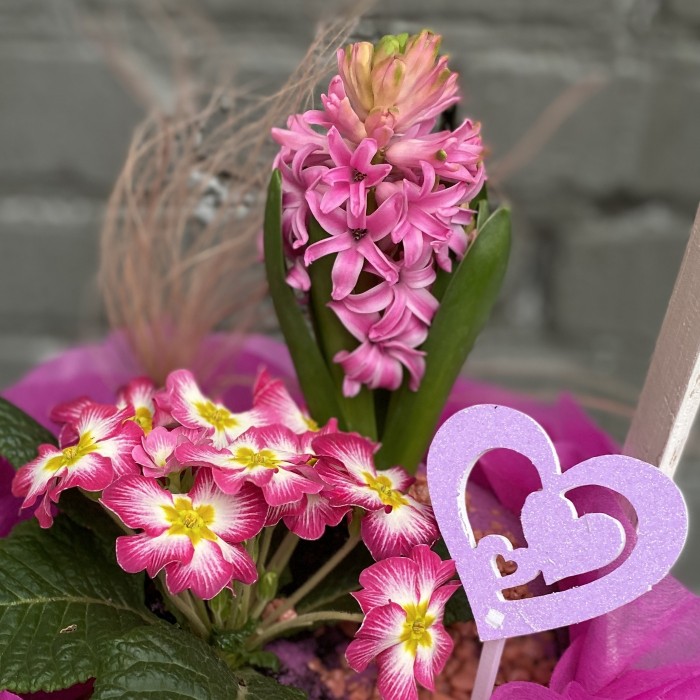 Мини-садик с примулой и гиацинтом