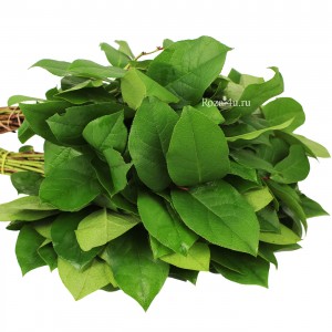 Зелень Салал