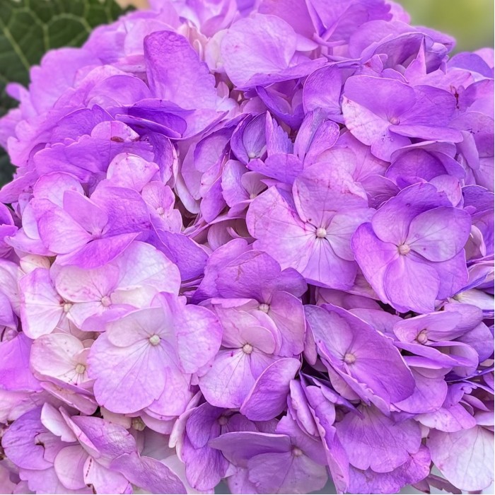 Сиреневая гортензия в коробке