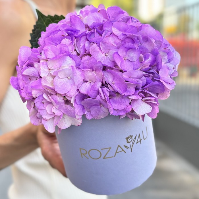 Сиреневая гортензия в коробке