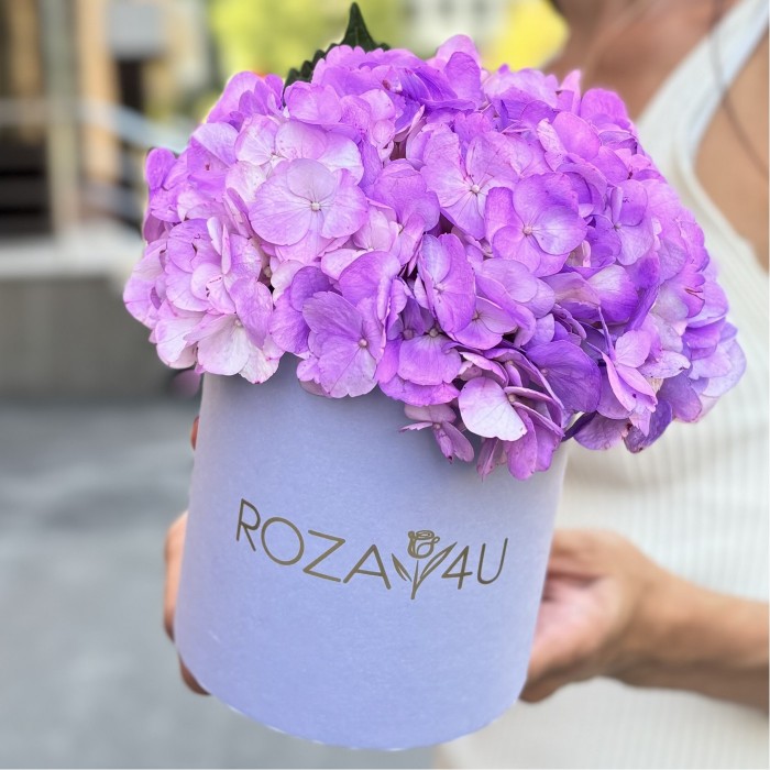 Сиреневая гортензия в коробке