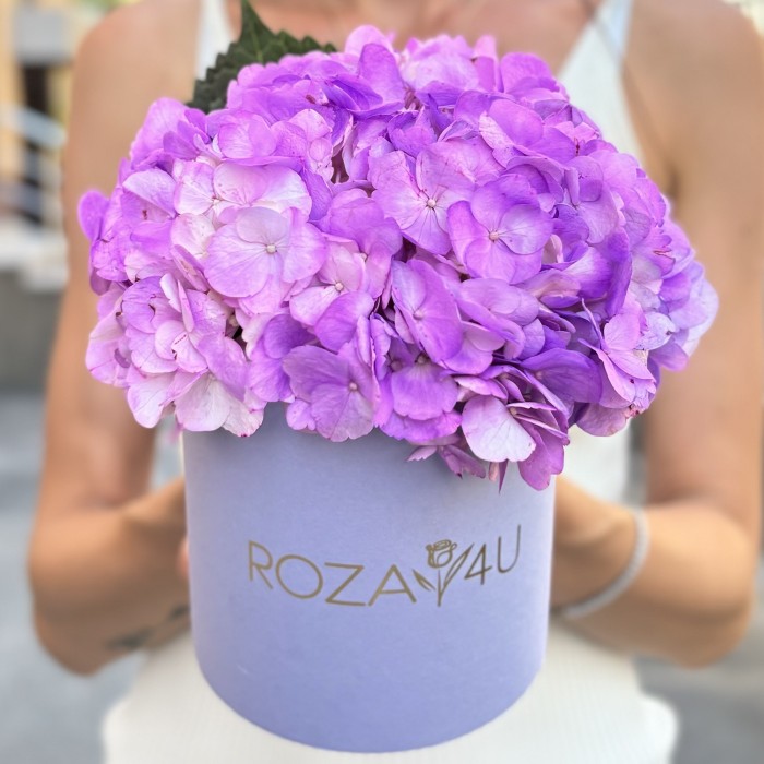 Сиреневая гортензия в коробке