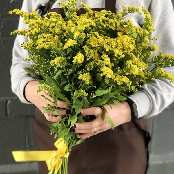 Зелень Солидаго