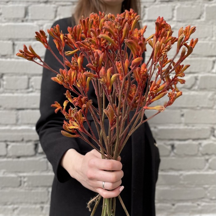 Анигозантус оранжевый