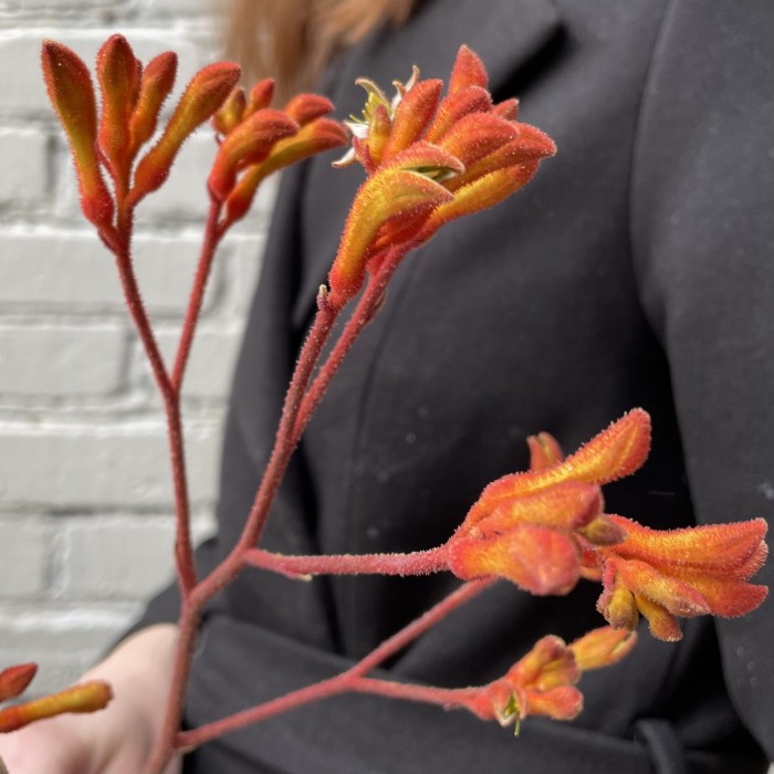 Анигозантус оранжевый