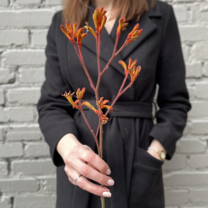 Анигозантус оранжевый