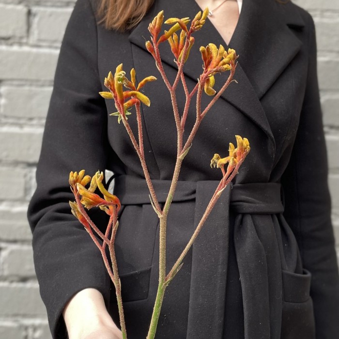 Анигозантус желтый