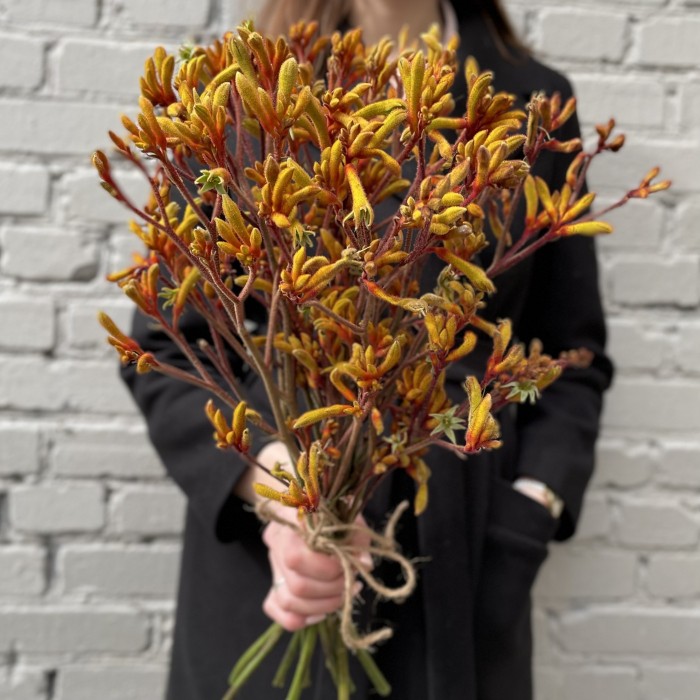 Анигозантус желтый