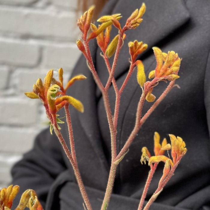 Анигозантус желтый