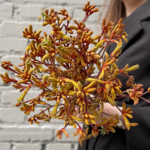 Анигозантус желтый