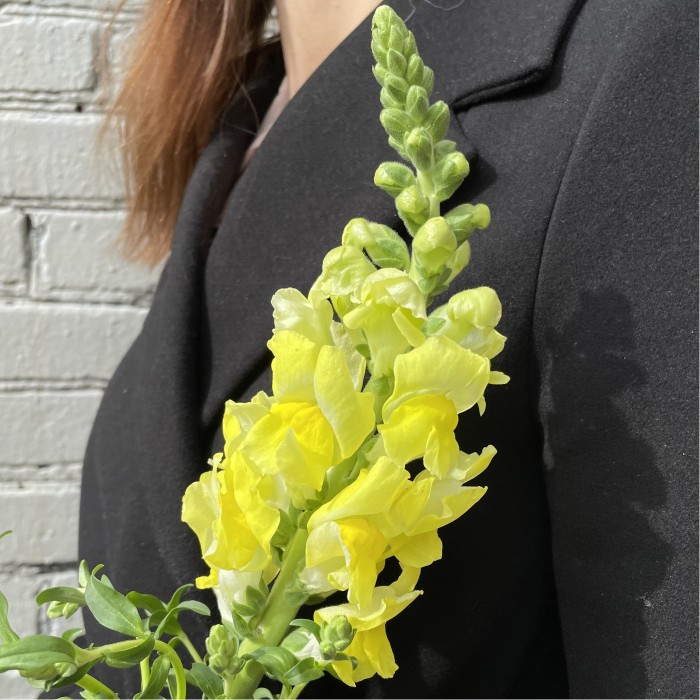 Антиринум желтый