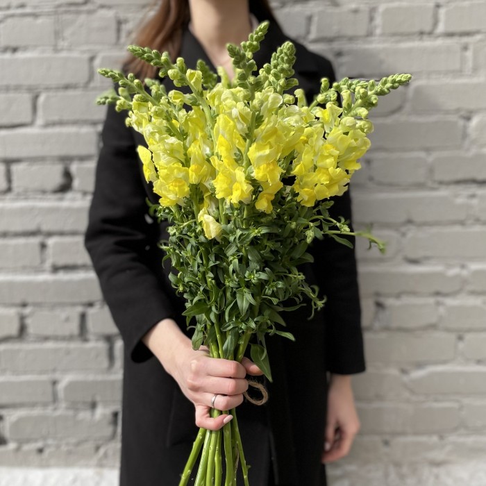 Антиринум желтый