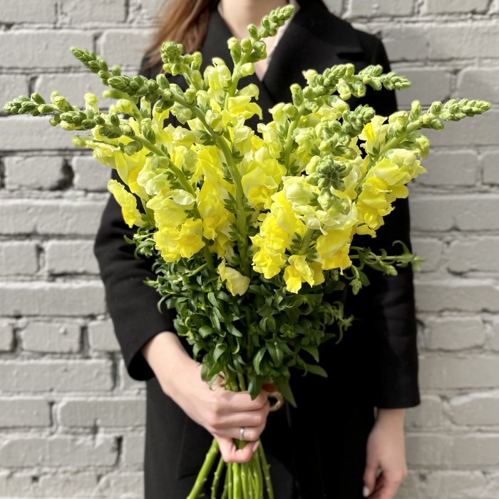 Антиринум желтый