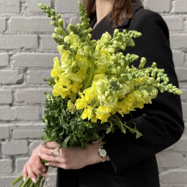 Антиринум желтый