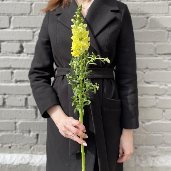 Антиринум желтый